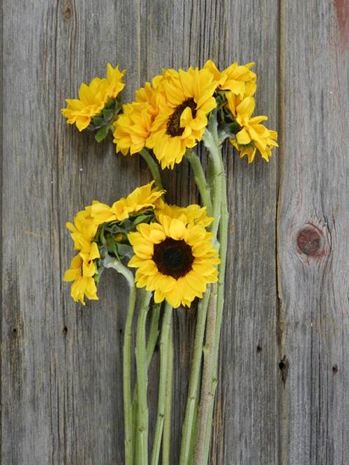 30 AND 30 YELLOW SUNFLOWER